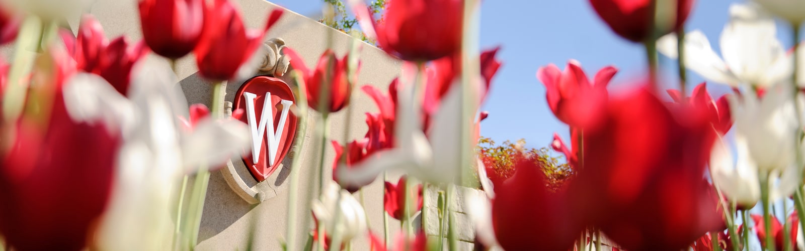 Flowering red and white tulips frame a the W crest icon that is a part of a landscaped roundabout at Observatory Drive and Walnut Street.